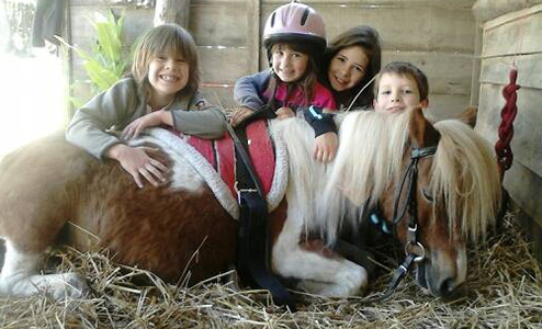 Cours d’équitation pour tous les niveaux 